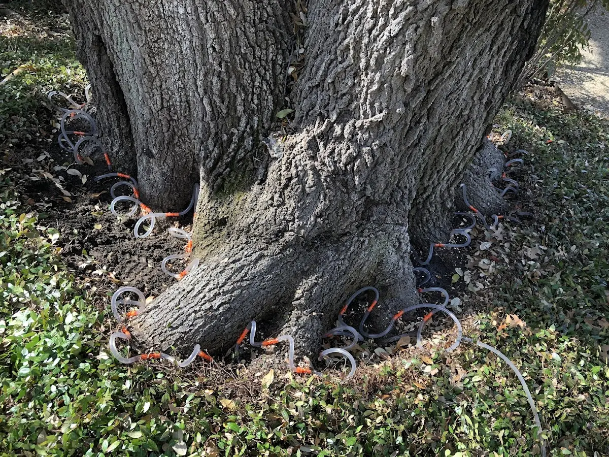 Detailed Tree Cabling and Bracing job site in Columbiana