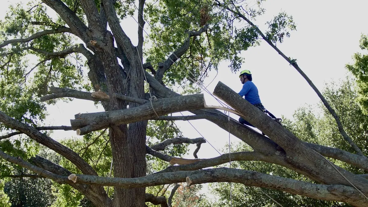 Professional Hazardous Tree Removal performed by certified arborists in Columbiana