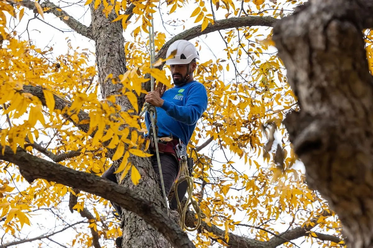 Skilled Tree Trimming crew working in Columbiana