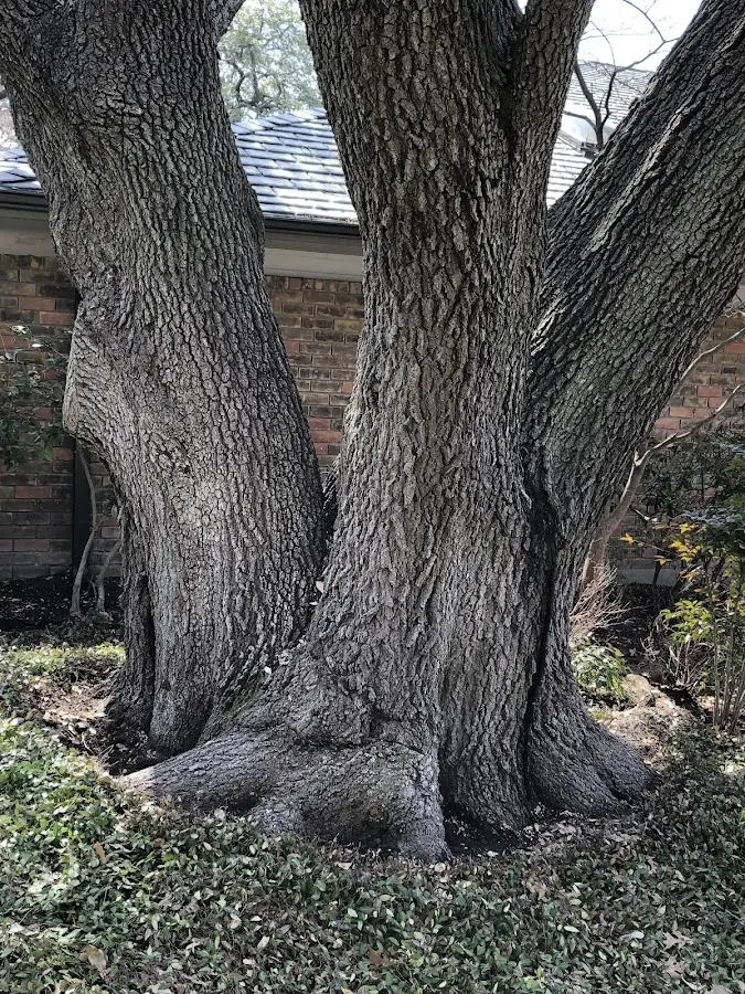Mature heritage tree close to a Columbiana property cared for by certified arborists
